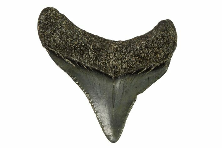 Juvenile Megalodon Tooth - Georgia #115727